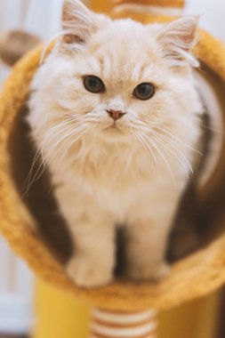 oturma odasında kedi