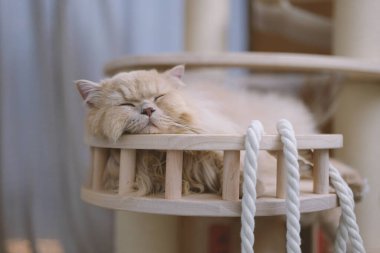 Hamakta uyuyan kedi, yakın çekim.