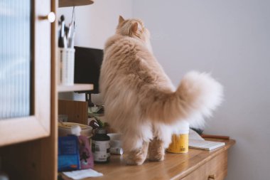 Kedi yerde oturuyor.