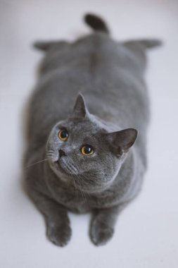 İngiliz kısaltması, kedi yerde yatıyor, içeride.