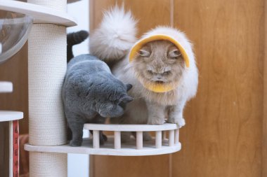 Şirin küçük kedi odada yerde oyuncaklarla oynuyor..