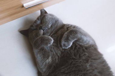 Yatakta uyuyan sevimli kedi.