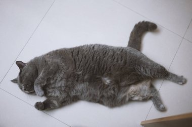 Gri kedi yere yattı