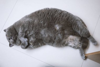 İngiliz kısa hava kedisi evde uyuyor.