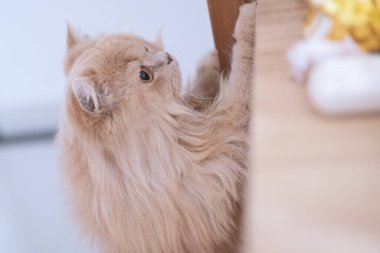 Mavi kuyruklu beyaz kedi yavrusu