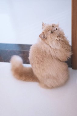 Şirin bir kedinin portresi