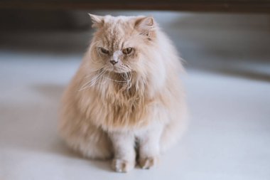 Mavi gözlü şirin İran kedisi.