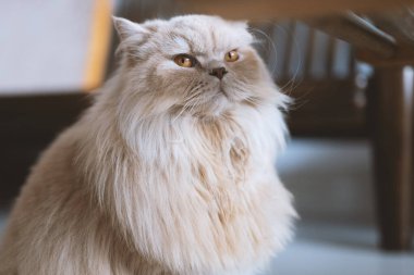 Yerde beyaz kürklü, uzun saçlı İngiliz kedisi oturuyor.