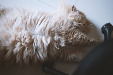 Bir kedi yerde yatıyor, yakın plan..