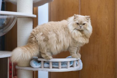 Kedi sandalyede oturuyor.