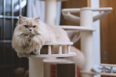 Kedi yerde yatıyor.