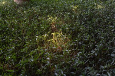 Yoğun orman çalılıklarında güneşli yeşil yosun ve yapraklar.