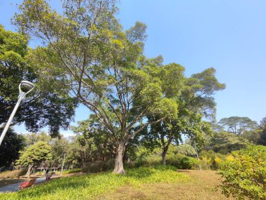 Açık mavi gökyüzünün altında, güneşli bir parkta yoğun yeşil yapraklı büyük bir ağaç.