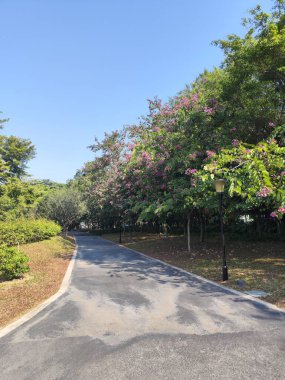 Mavi gökyüzünün altında çiçek açan mor ağaçlarla dolu bir patika.