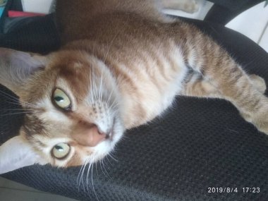 Siyah sandalyede uzanmış, yeşil gözlü turuncu tekir kedi.