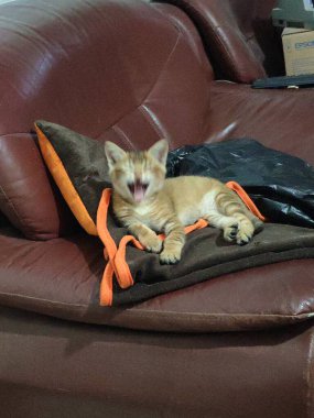 Genç kızıl kedi turuncu battaniyeli kahverengi deri koltukta dinlenirken esniyor.