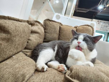 Gri ve beyaz kedi kahverengi kanepede dinleniyor, pati yalıyor, kapalı alanda rahat bir sahne.