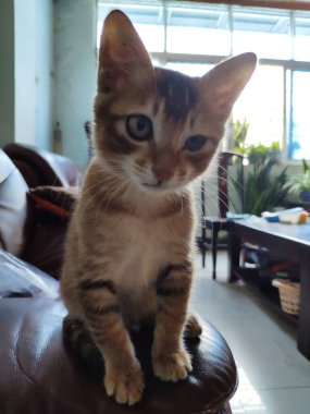 Kahverengi tekir kedicik deri koltukta oturuyor. Kapalı bir yerde, ışık ve arka planda.