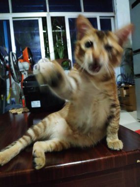 Kedi yerde oturuyor.