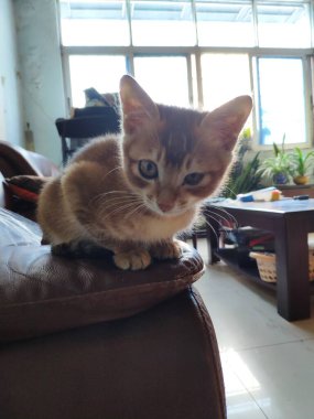 Yerde yatan sevimli kedi.