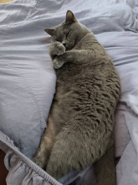 Gri kedi beyaz yatak çarşaflarında uyuyor ve yüzü pençelerle kaplı.