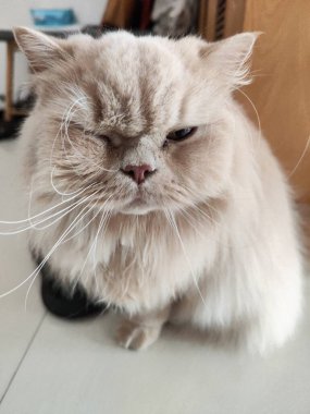 Pofuduk Pers Kedisi, şaşı gözlü Kapalı Salonda Yerde Oturuyor