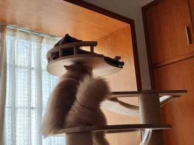 Pofuduk kedi, pencerenin yanındaki ağaçta doğal ışıkla tırmanıyor.