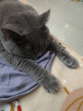 Gri kedi yumuşak battaniyenin üzerinde huzur içinde uyuyor.