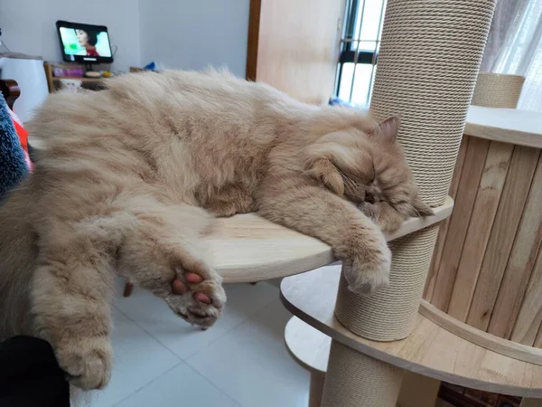 Kedi ağaçlarının üzerinde uyuyan tüylü kızıl kedi. Pencerenin yanında rahat bir duruşu var.