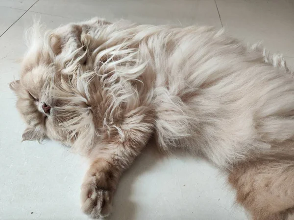 Şirin kedi yerde uyuyor.