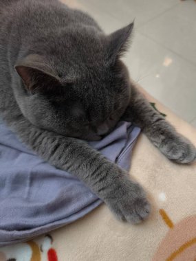 Gri kedi yumuşak battaniyenin üzerinde huzur içinde uyuyor. Rahat duruşu ve kapalı gözleri var.