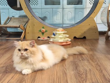 Kedi tekerleği ve oyuncaklarının yanında, tahta zeminde dinlenen tüylü turuncu kedi.