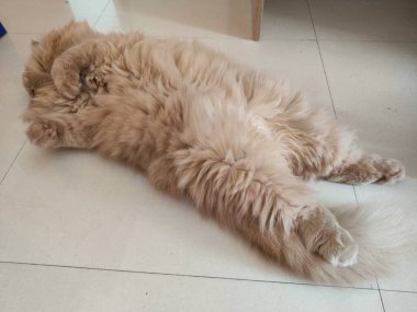 Kiremitli zeminde sırtüstü uzanmış tüylü kızıl kedi, rahat duruş, yumuşak kürk dokusu, evcil hayvan sahnesi