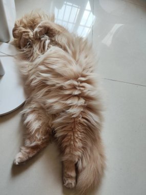 Kiremit kaplı zeminde pofuduk kızıl kedi, rahat duruş, kapalı güneş ışığı, yumuşak kürk dokusu