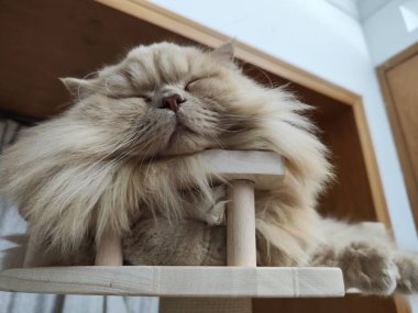 Pofuduk Pers Kedisi Kapalı Kapıdaki Ahşap Kedi Ağacında Huzur içinde Uyuyor