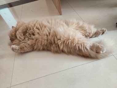 Kiremitli zeminde sırtüstü uzanmış tüylü kızıl kedi, rahatlamış ve içeride uzanıyor.