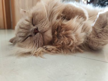 Yumuşak İran kedisi gözleri kapalı ve pençeleri kıvrılmış fayanslı zeminde huzur içinde uyuyor.