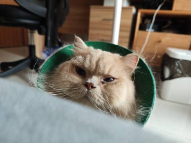 Ofiste yeşil koni giyen tüylü İran kedisi dinleniyor.