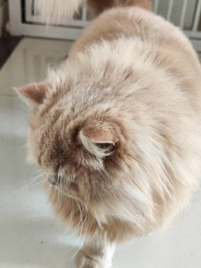 Pofuduk İran kedisi, uzun krem kürklü, pürüzsüz zeminde içeri doğru yürüyor.