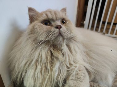 Yumuşak Kürklü ve Yukarı Bakışlı Yumuşak Farsça Kapalı Kapalı Yerde Uzanan Kedi