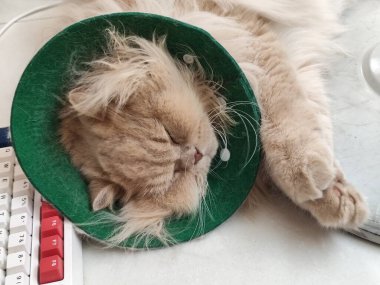 Yeşil koni giyen tüylü kedi klavyenin yanındaki masada dinleniyor.