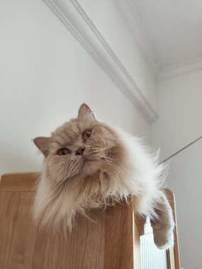 Ahşap yüzey üzerinde uzanan tüylü Pers kedisi, içeri doğru tuhaf bir ifadeyle yukarı bakıyor.