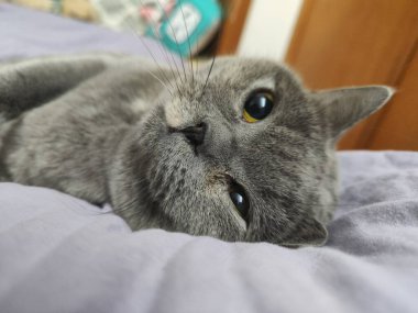 Gri kedi yumuşak yatakta uzanıyor, gevşemiş ifade, yakın çekim, kapalı alan ayarları