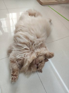 Beyaz fayanslı zeminde sırtüstü uzanmış bej tüylü kedi, rahat ve neşeli duruş