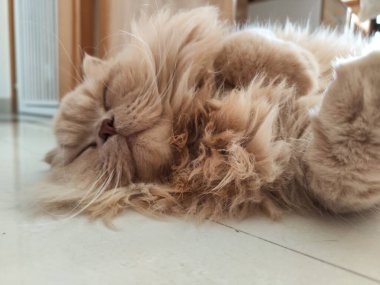 Yumuşak İran kedisi gözleri kapalı ve pençeleri kıvrılmış fayanslı zeminde huzur içinde uyuyor.