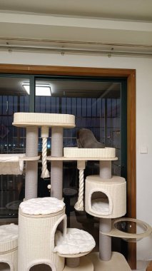 Modern evdeki çok katlı kedi ağacında dinlenen büyük pencere manzaralı bir kedi.