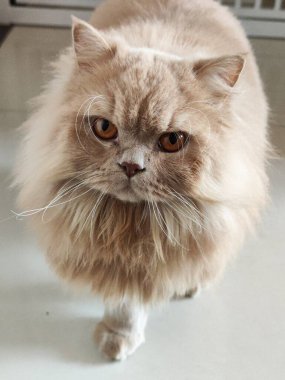 Beyaz zeminde yürüyen kehribar gözlü tüylü İran kedisi, yakın plan portre