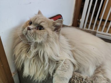 Beyaz kapının yanında dinlenen tüylü İran kedisi, yumuşak bej kürk, sakin ifade, rahat ev ortamı