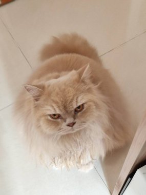 Kiremit kaplı yerde oturan tüylü kızıl kedi tuhaf bir ifadeyle yukarı bakıyor.