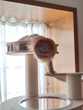 Kedi tasması takan kedi, pencerenin yanındaki kedi ağacının üzerinde doğal ışıkla duruyor.